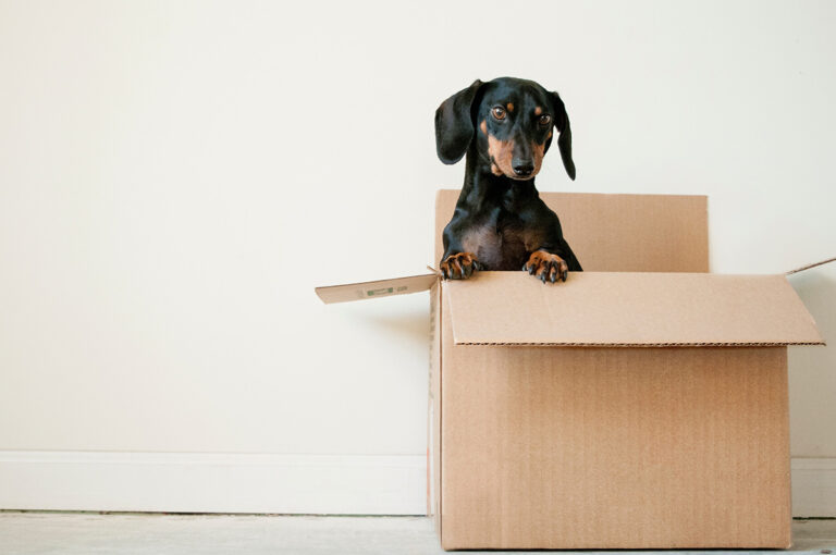 Relocation Order: How to get one from the Family Court